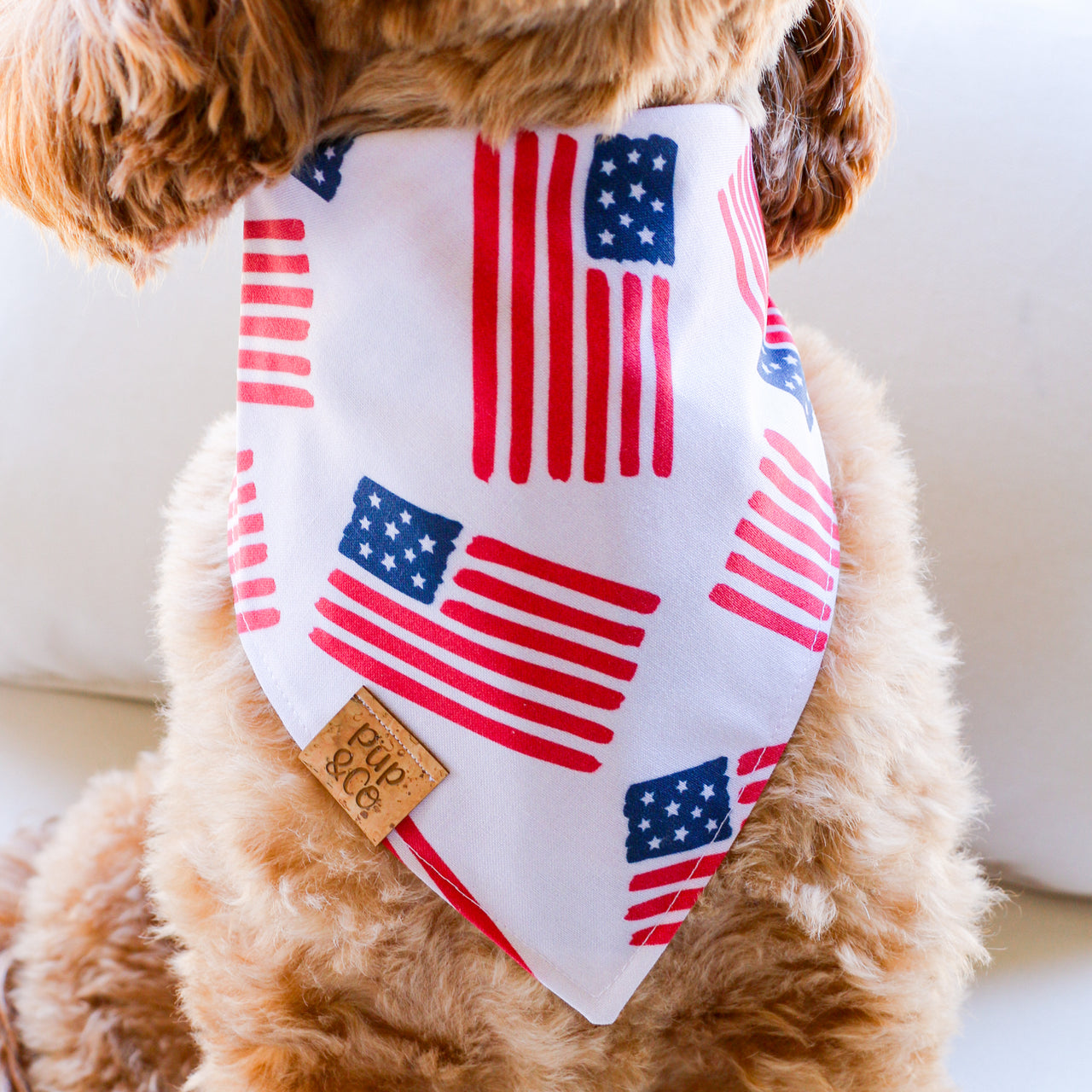 dog bless america