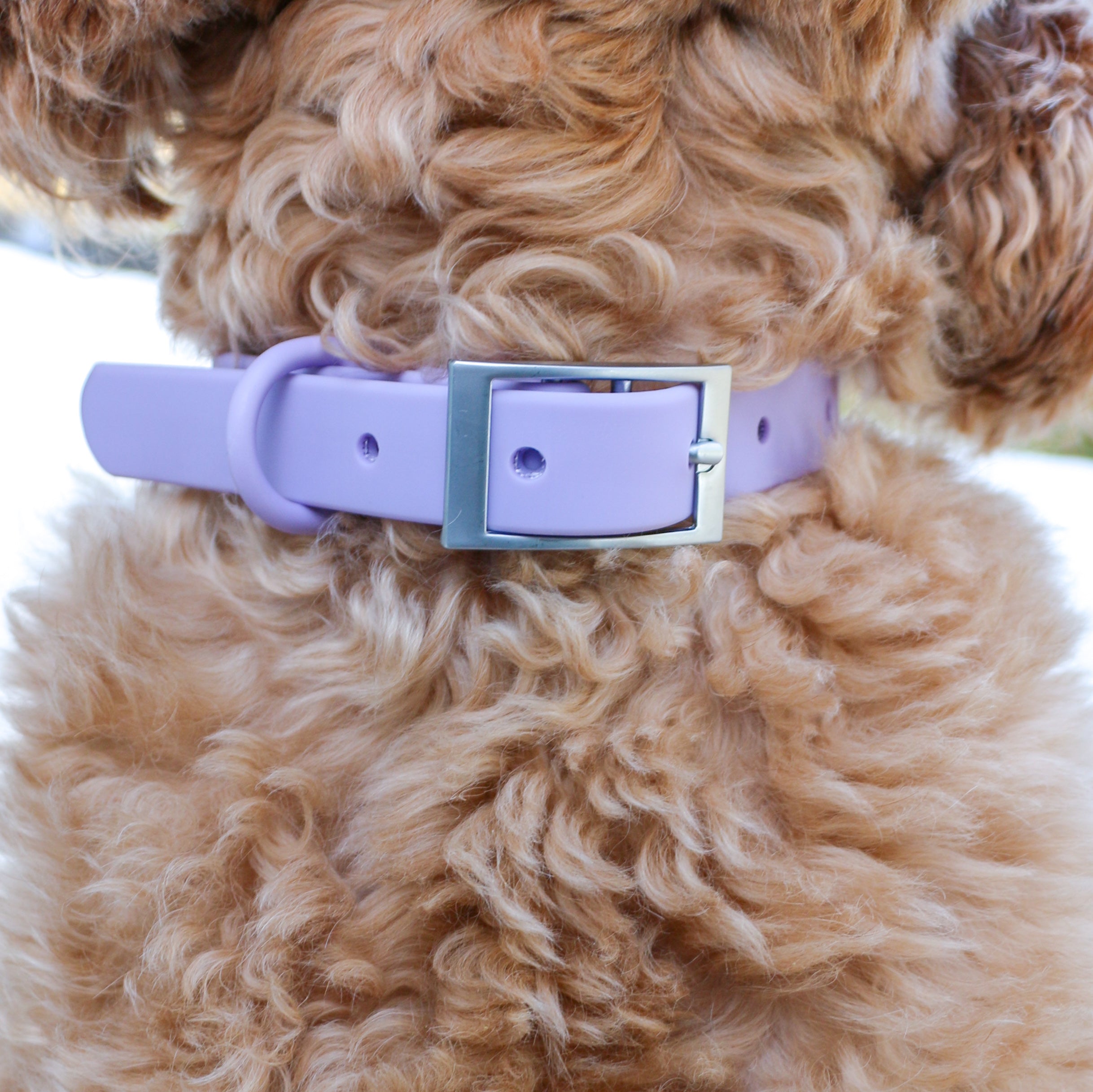 Lavender collar best sale