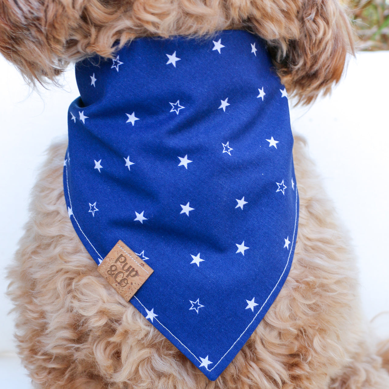 all american pup